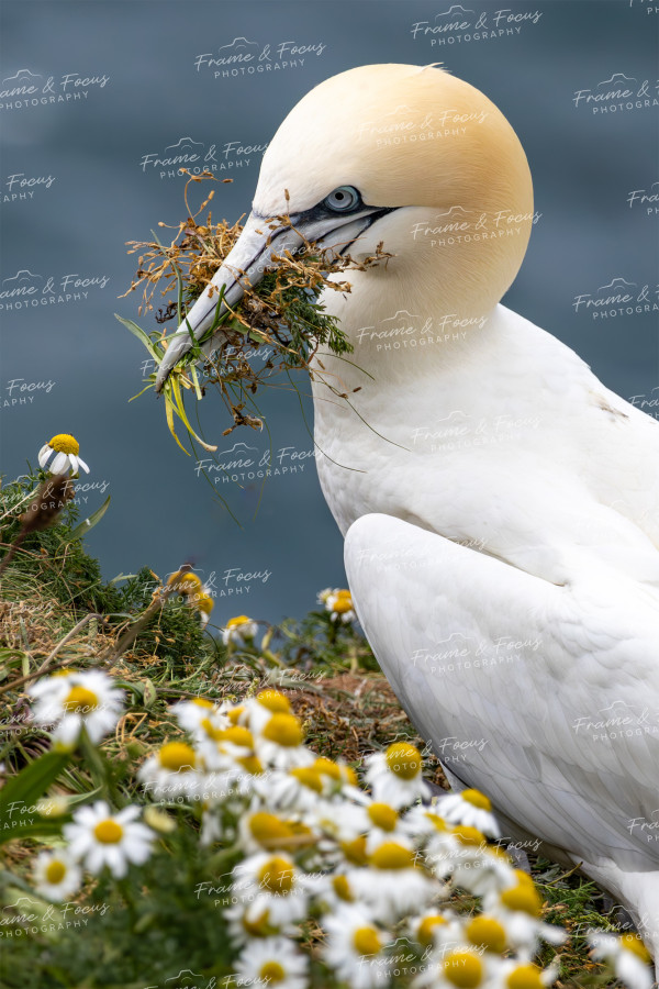 To buy a print or any of the below please click on the images